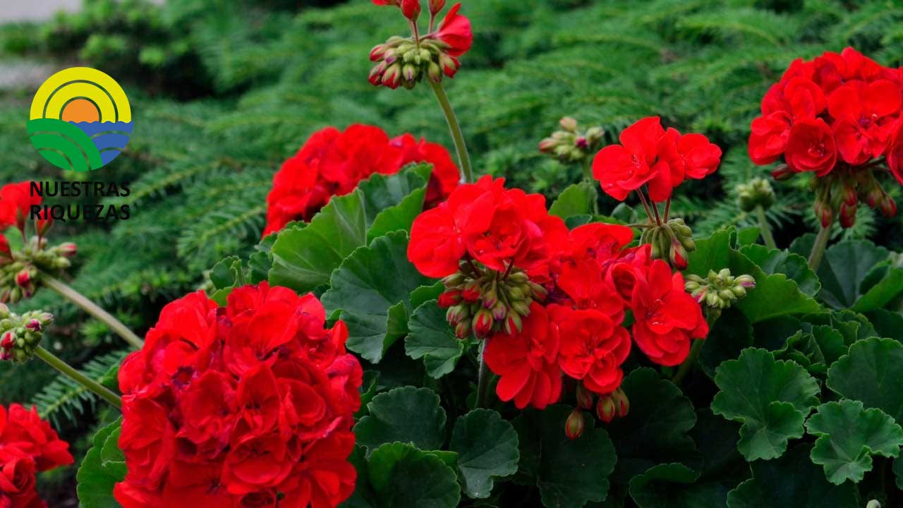 Centro de Quito será adornado con 10 000 geranios