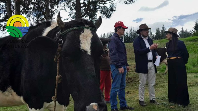 Cotopaxi: MAG ejecuta campaña de vacunación de Bacterinatriple para prevención de enfermedades en bovinos