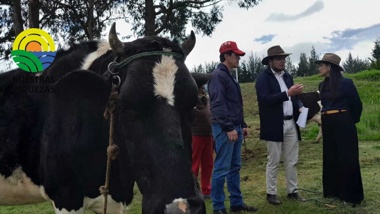 Cotopaxi: MAG ejecuta campaña de vacunación de Bacterinatriple para prevención de enfermedades en bovinos
