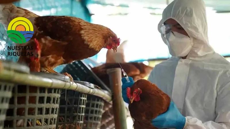 Cuatro millones de dosis contra influenza aviar llegaron a Ecuador