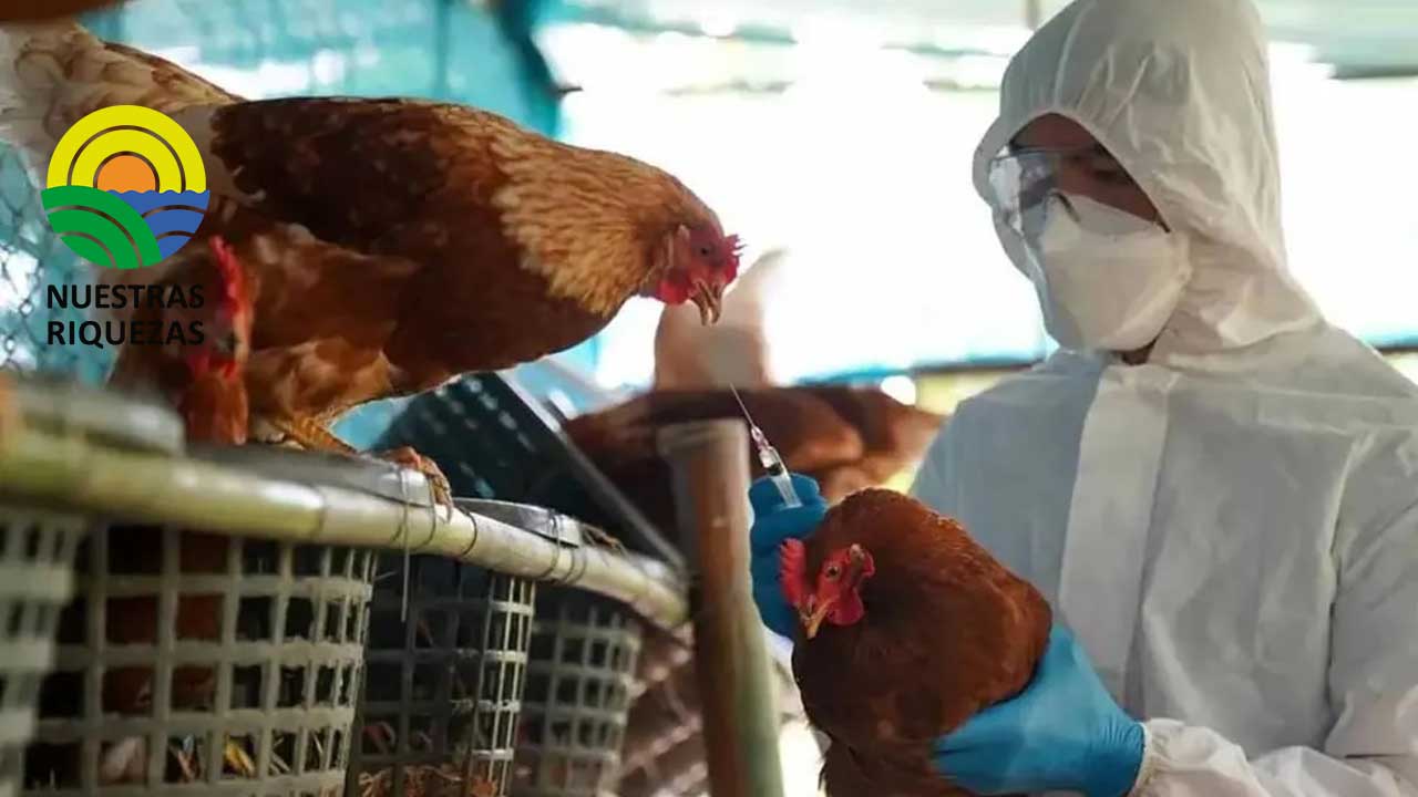 Cuatro millones de dosis contra influenza aviar llegaron a Ecuador