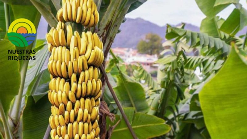 EN VENEZUELA DECLARAN EMERGENCIA FITOSANITARIA POR HONGO MORTAL PARA CULTIVOS DE PLÁTANOS Y CAMBUR