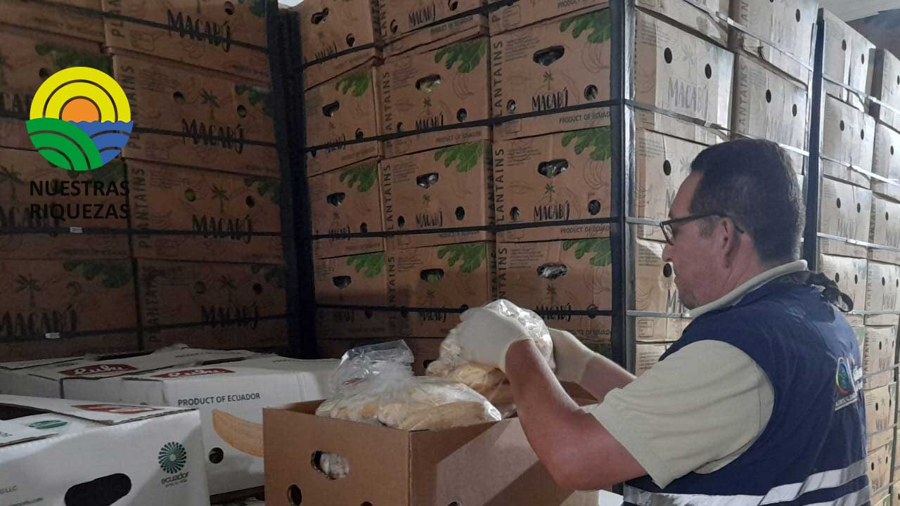 Agrocalidad realizó inspección fitosanitaria a 25 089 kg de plátano pelado