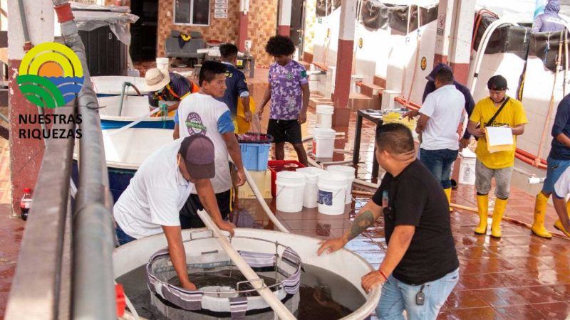 Inspectores del Viceministerio de Acuacultura visitaron laboratorios de larvas para verificar