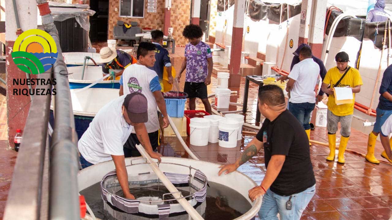 Inspectores del Viceministerio de Acuacultura visitaron laboratorios de larvas para verificar