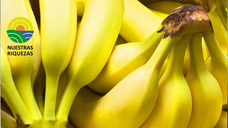 Qatar ha duplicado sus importaciones de plátano y banano ecuatorianos