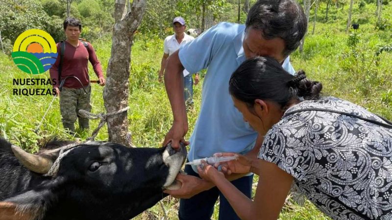 Ganaderos de Napo se capacitan en buenas prácticas pecuarias y ambientales
