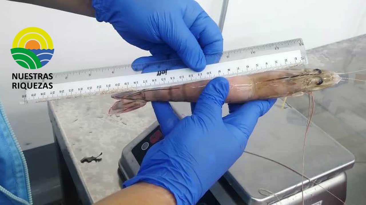 IPIAP realiza estudio de pesca artesanal en Manabí