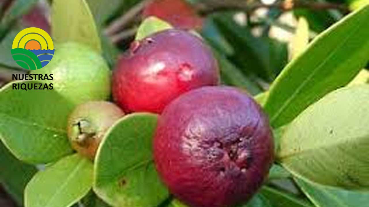 La guayaba roja sería una fruta exclusiva y exótica en el mercado europeo