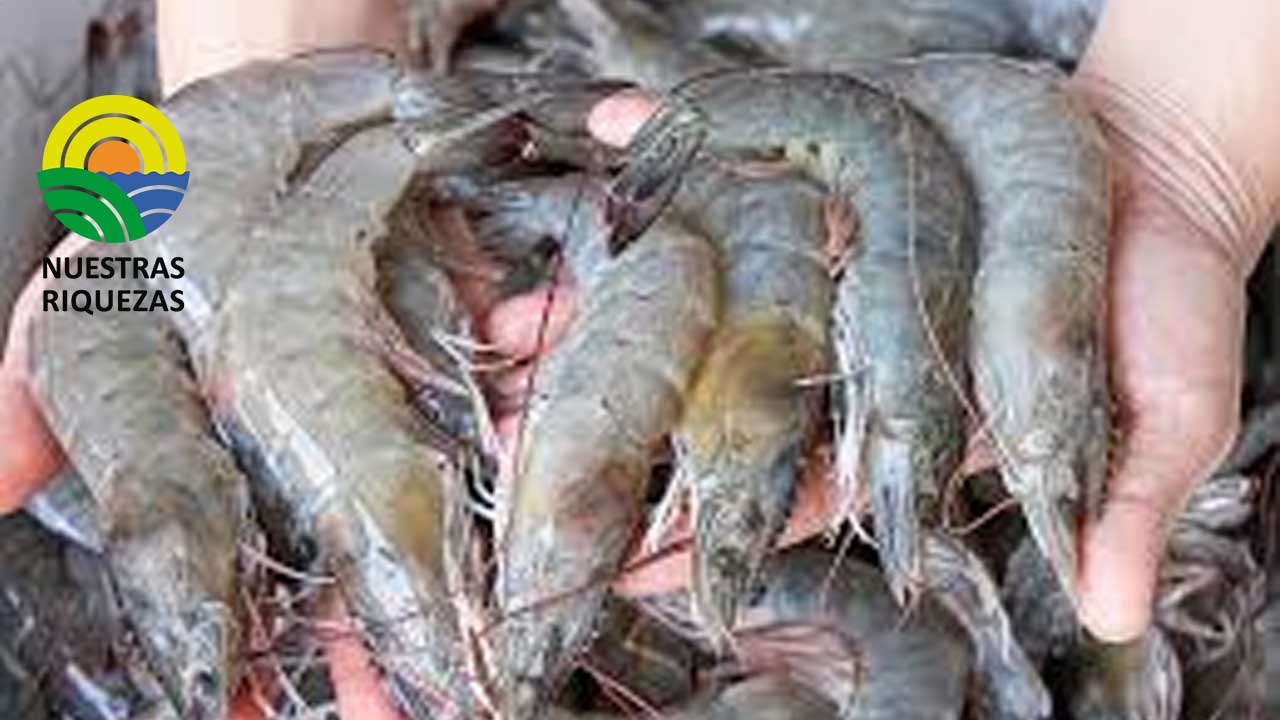 La inseguridad y el costo del diésel y las materias primas amenazan la competitividad del sector camaronero