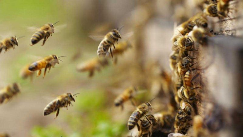 La vacuna para las abejas no pica