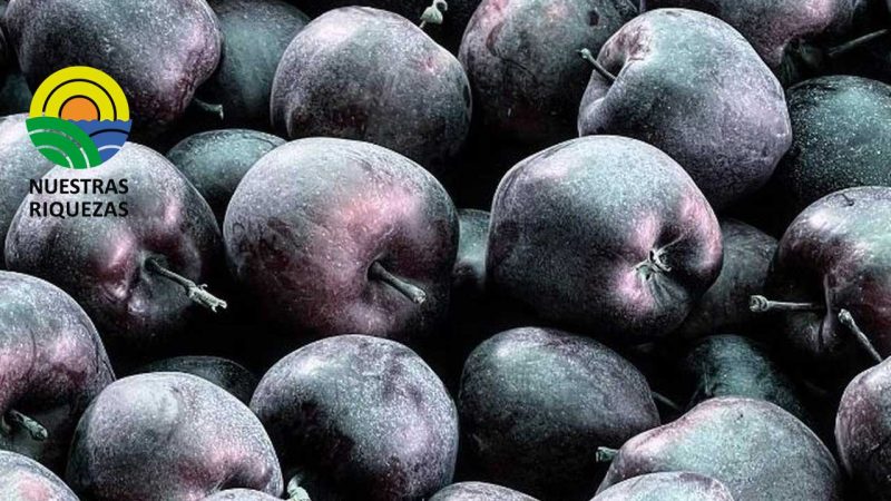 Manzana negra, la fruta exótica que se cultiva en el Tíbet