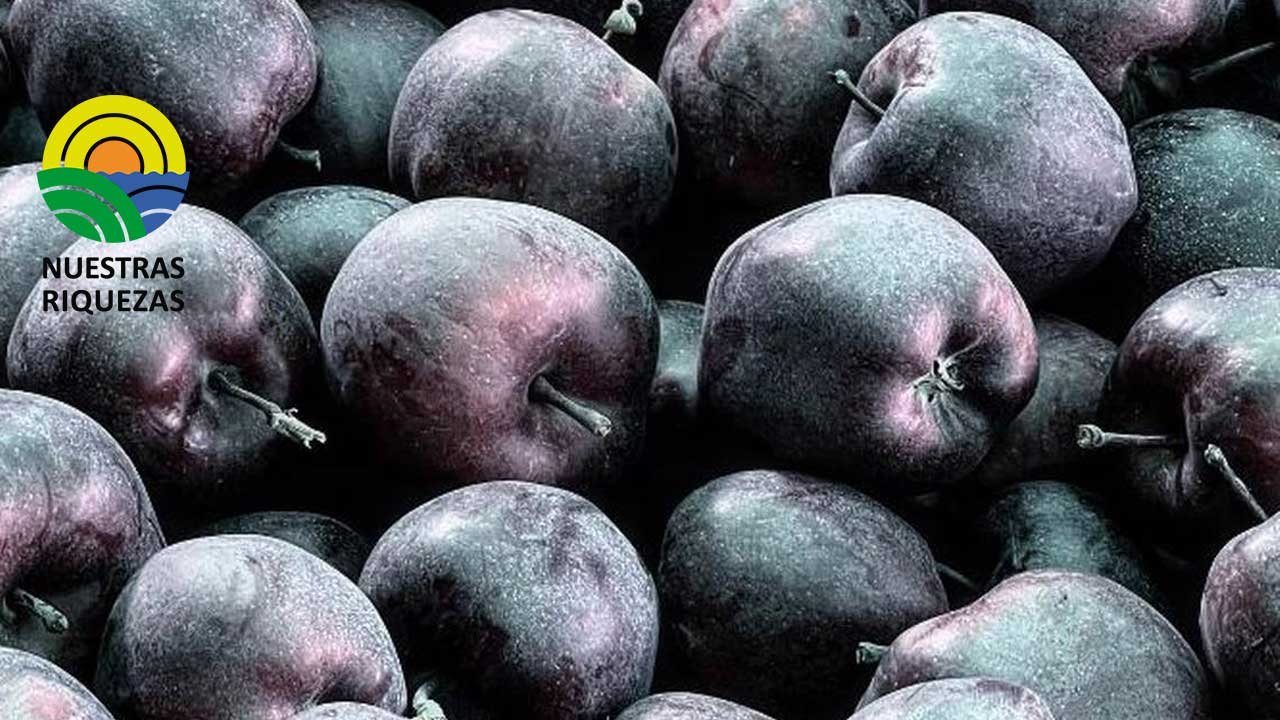 Manzana negra, la fruta exótica que se cultiva en el Tíbet