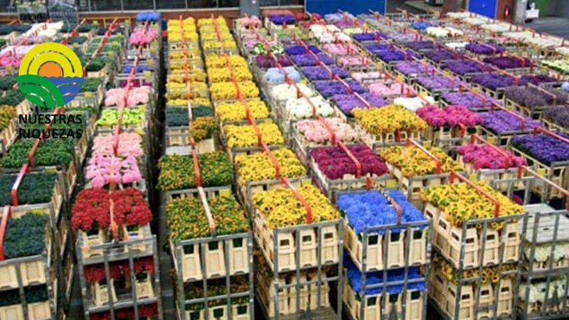 Mejora la logística para transportar flores