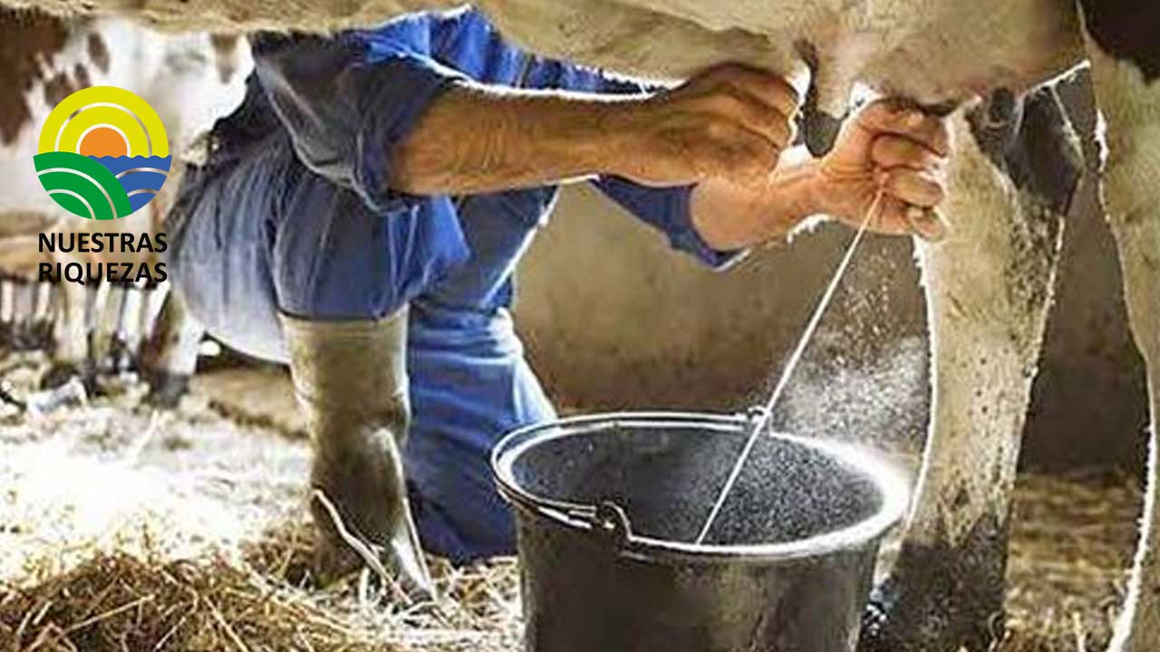 Precios de la leche se ven afectados por falta de un reglamento