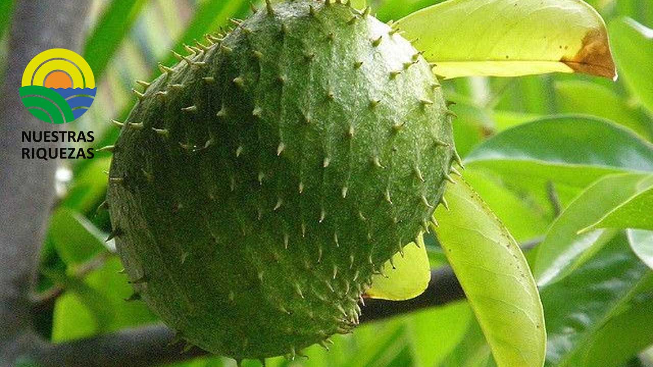 Productores de guanábana del Oriente esperan nuevos mercados