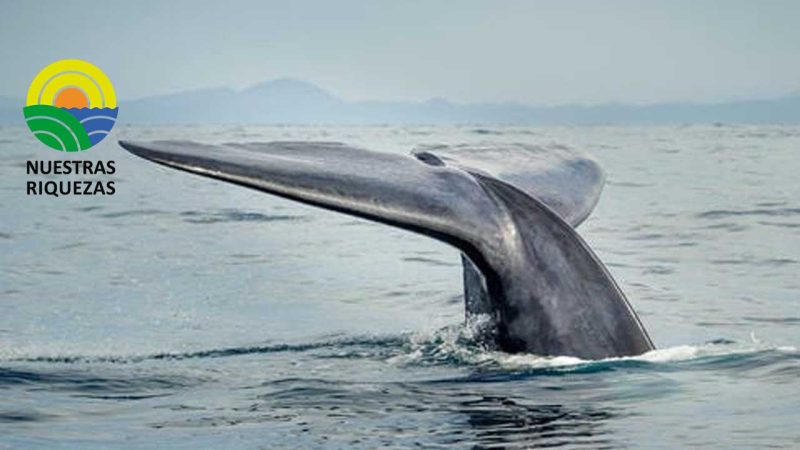 Una ballena azul fue vista cerca de las playas de Manabí