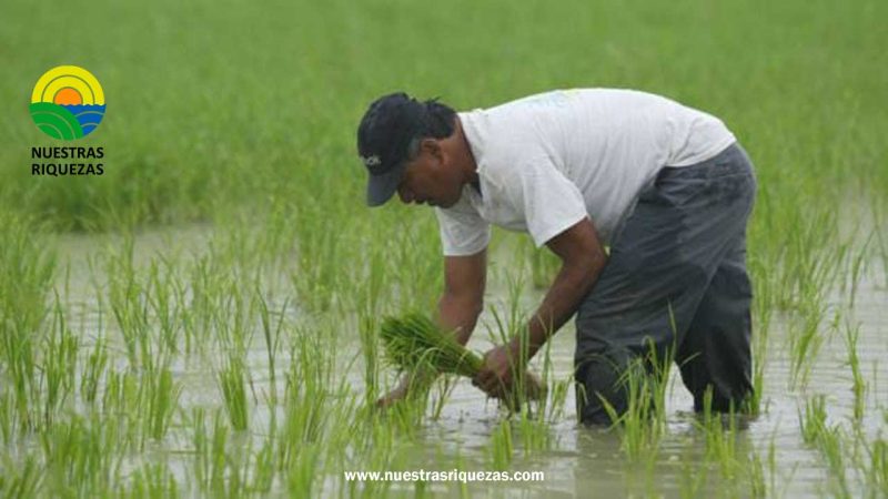 Arroceros a la espera de una reunión con el MAG para fijar precio del arroz