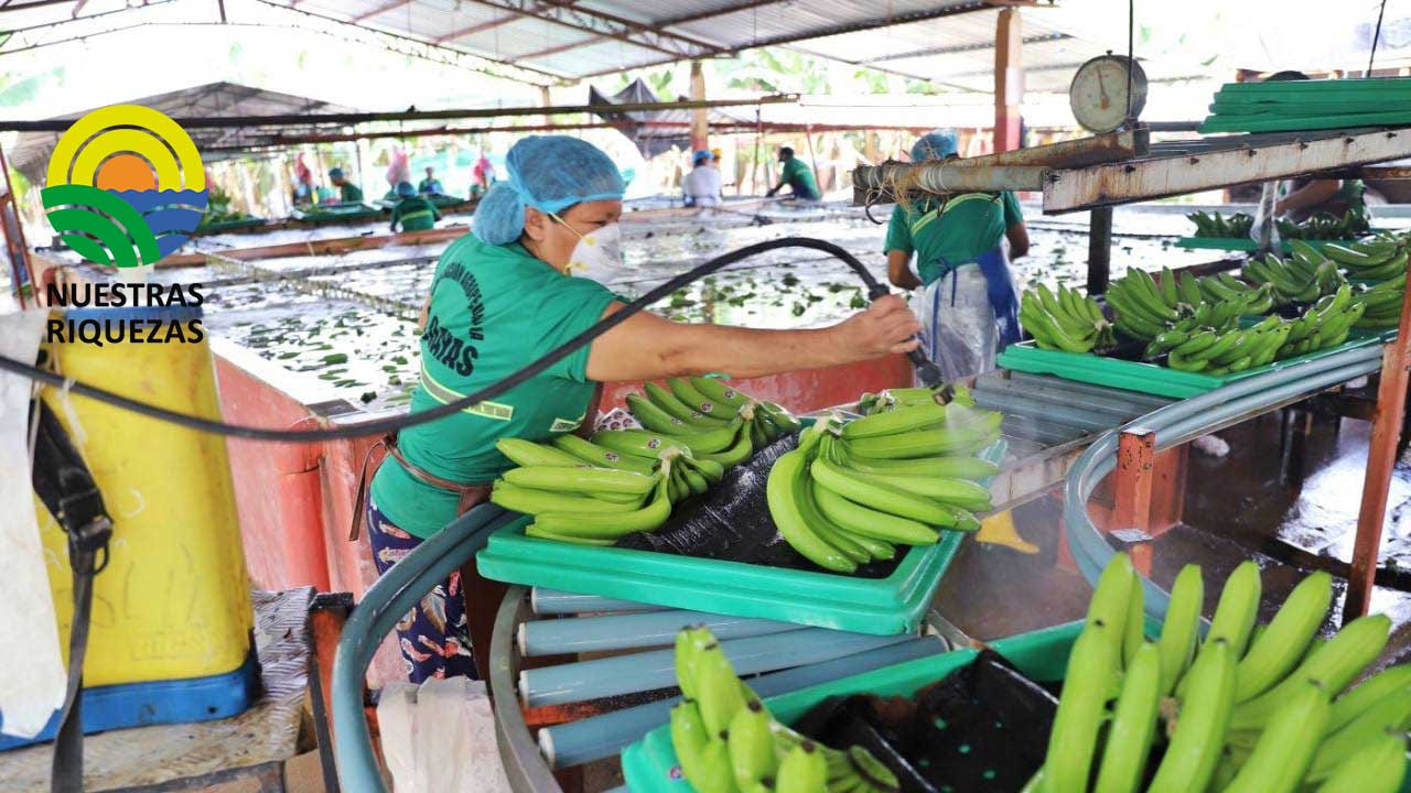 Cinco proyectos para reformar la Ley del Banano pasaron por la Asamblea en los últimos seis años. Ninguno prosperó