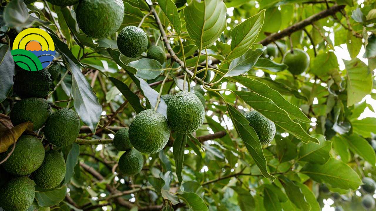Ecuador será sede internacional del congreso de aguacate