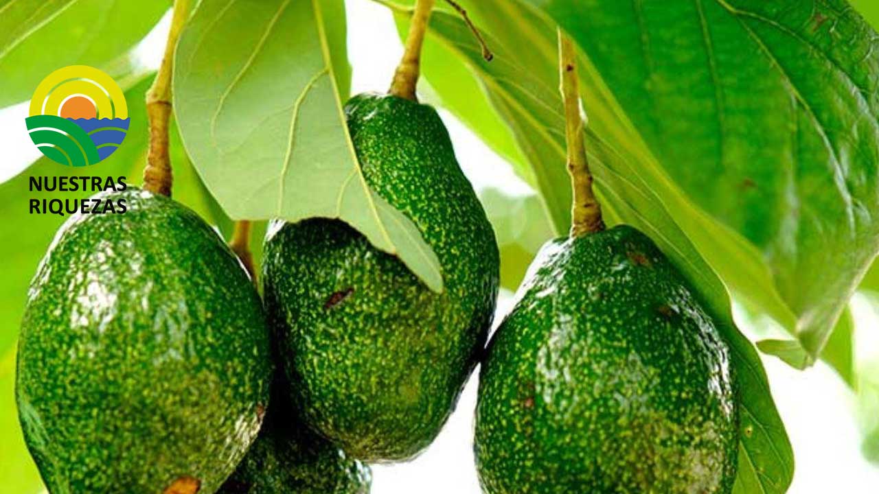 Ecuador será sede internacional del congreso de aguacate