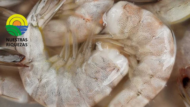 Exportadores DE CAMARÓN BUSCARÁN OPORTUNIDADES EN LA FERIA INTERNACIONAL DE BOSTON