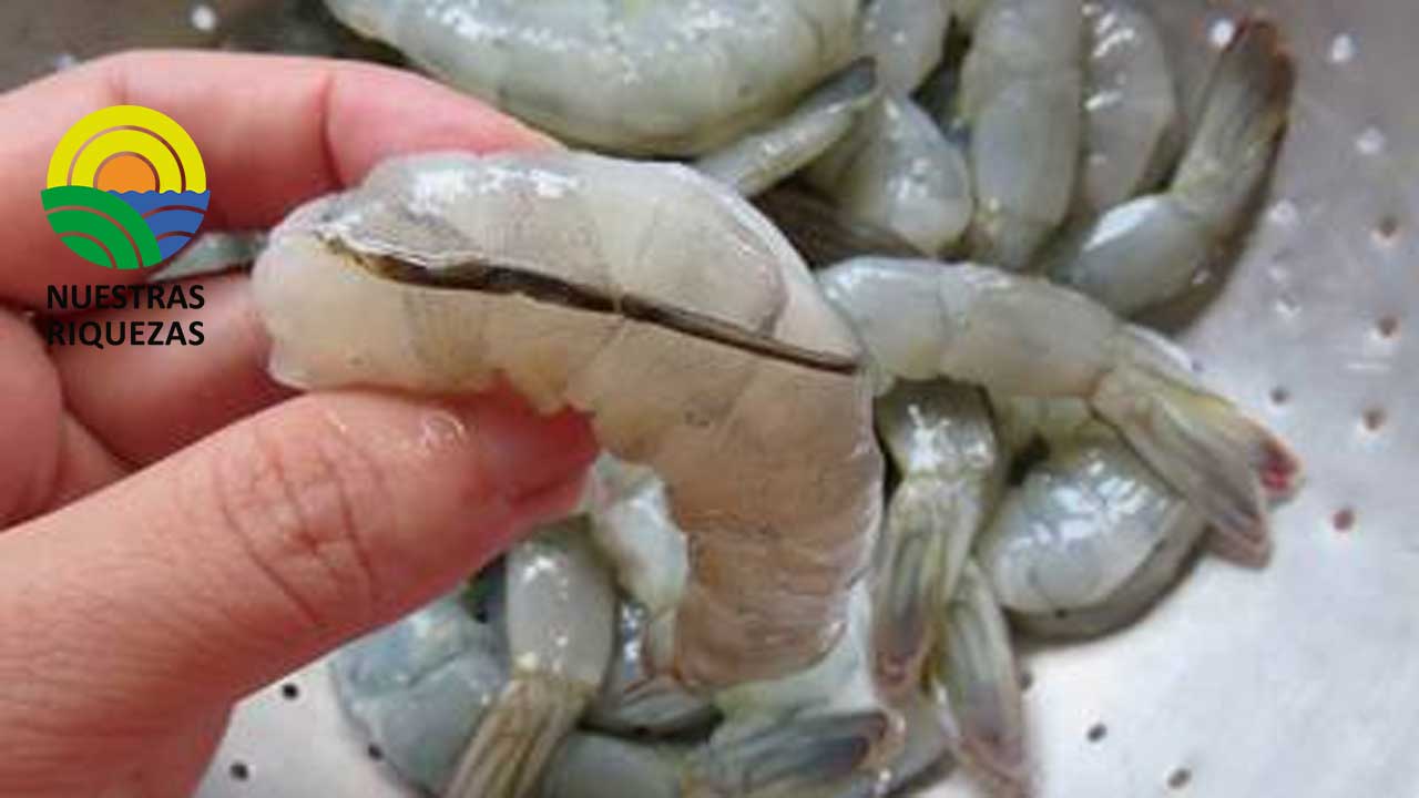 Exportaciones no petroleras no mineras crecieron en enero del 2023