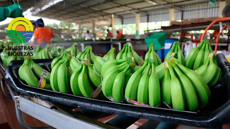 Exportadores piden solución a la contaminación en banano