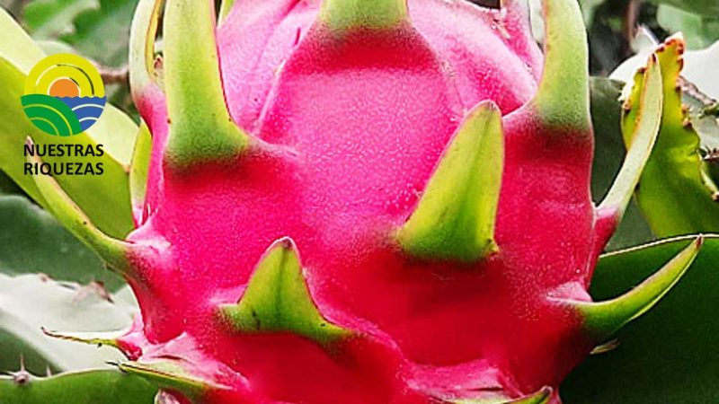 Hasta ocho contenedores de pitahaya amarilla se exportan a la semana