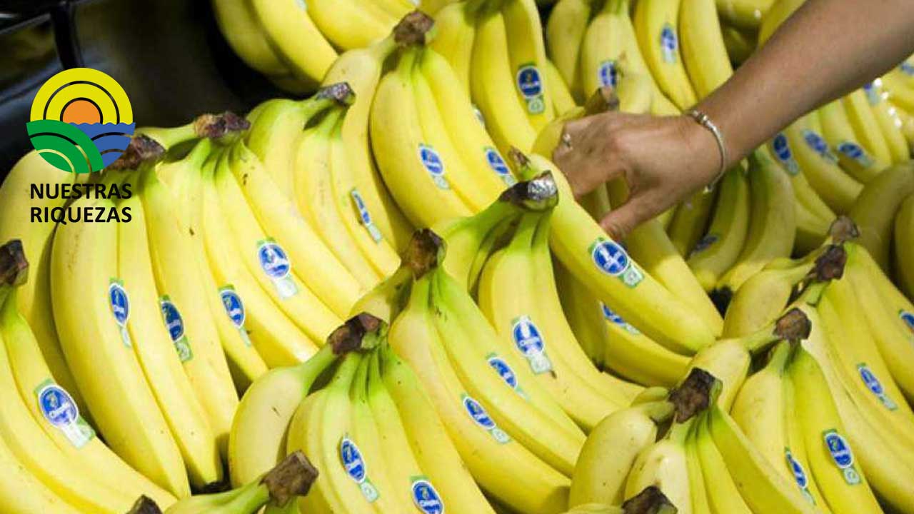 La novena edición del congreso internacional de banano