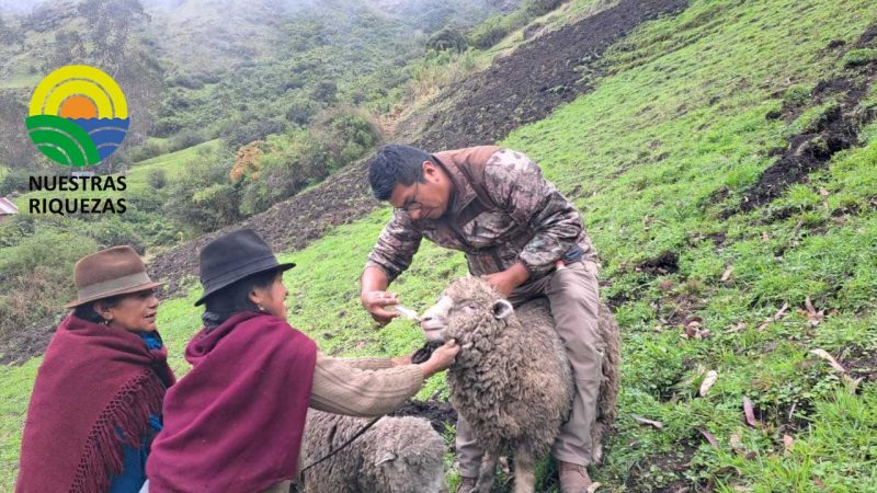 MAG atiende a más de 1.200 bovinos y ovinos de Cotopaxi