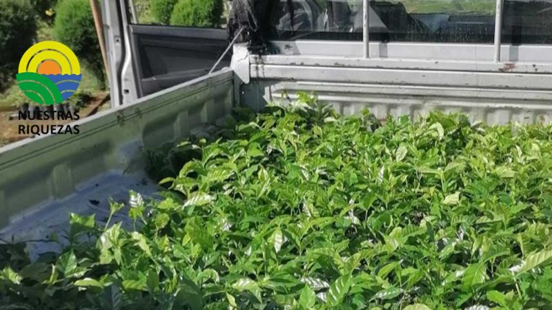 Prefectura de Loja entrega plantas de café especial