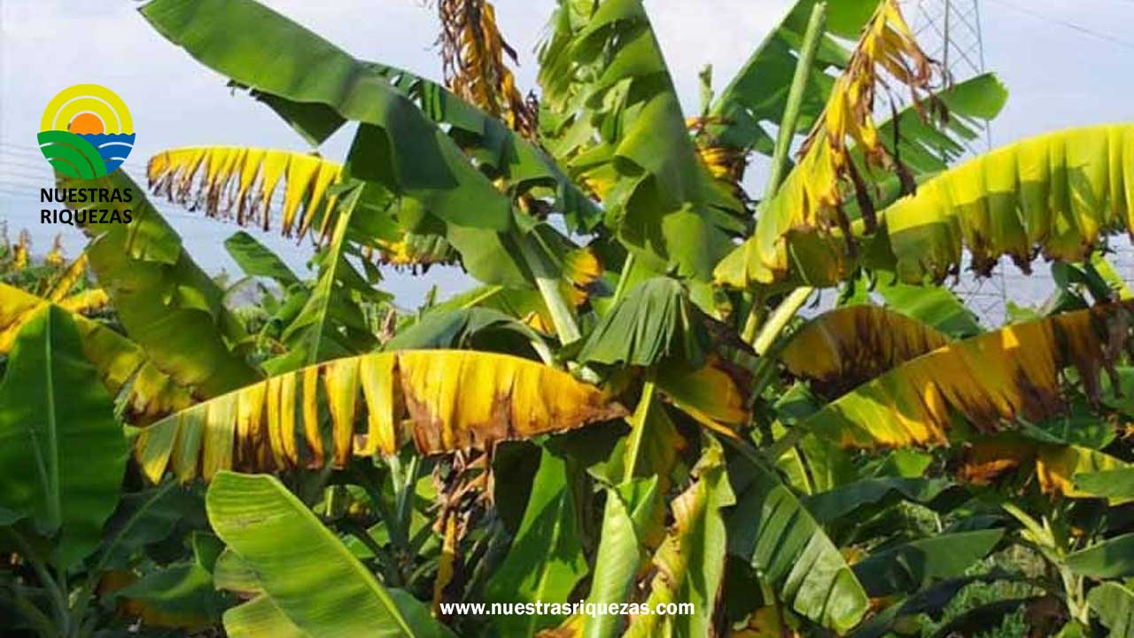 Productores de banano a la espera de medidas fuertes contra fusarium