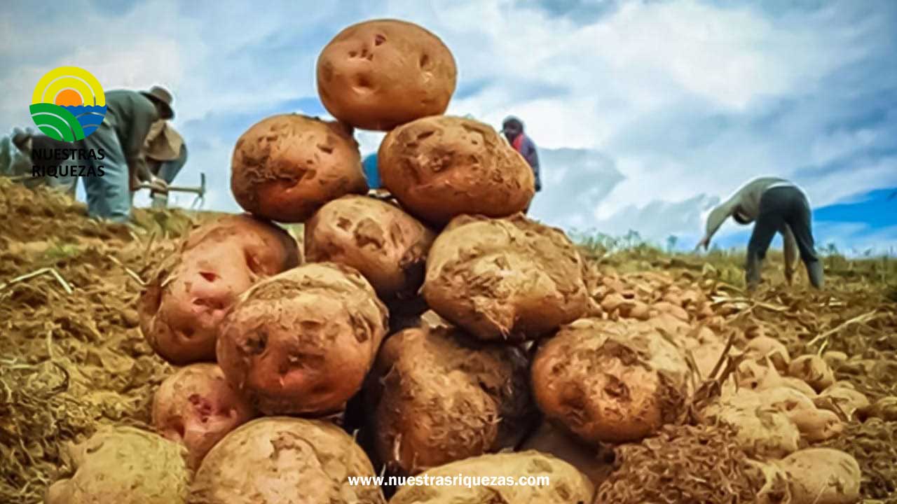 Recomendaciones del INIAP para evitar pérdidas en cultivo de papa