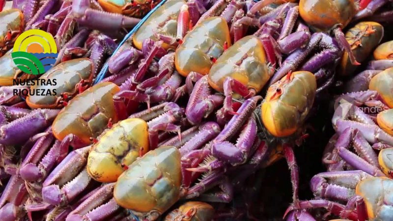 Termino la veda del cangrejo rojo que inició el 1 de febrero de 2023 en todo el país.