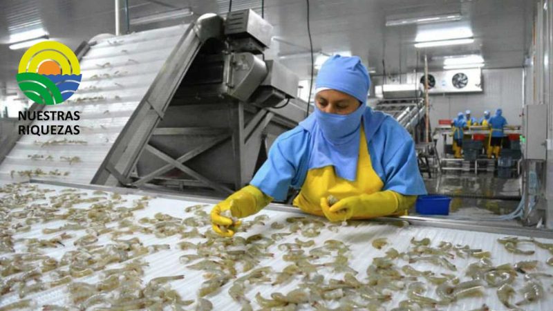 Una pérdida superior a los 10 millones de dólares hasta el momento contabiliza el sector camaronero