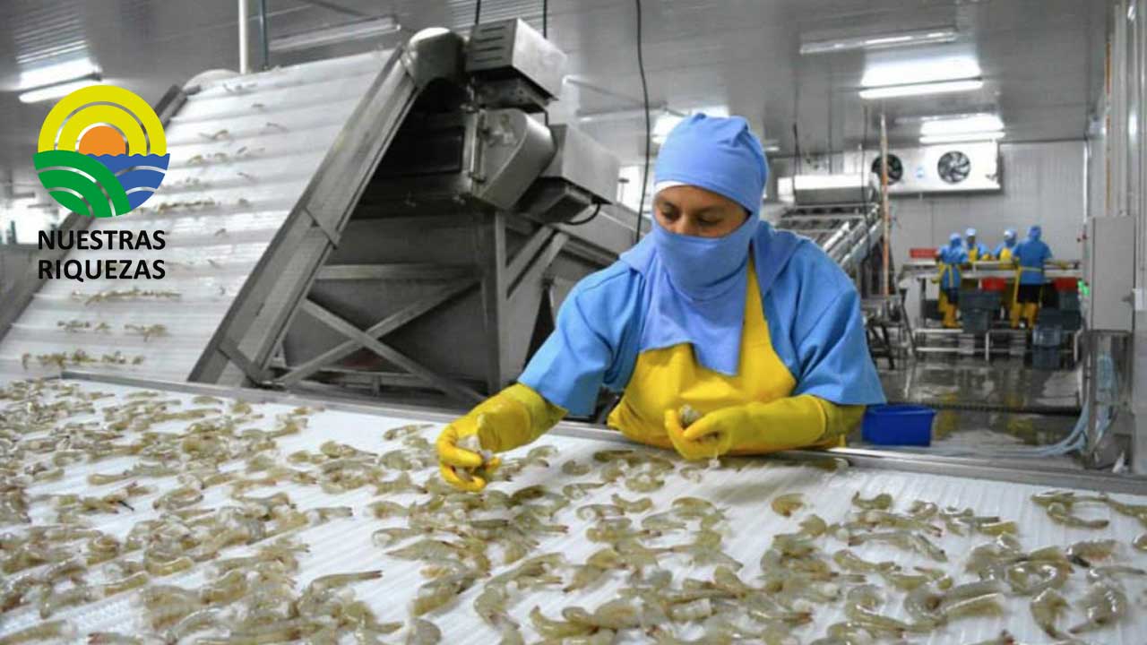 Una pérdida superior a los 10 millones de dólares hasta el momento contabiliza el sector camaronero