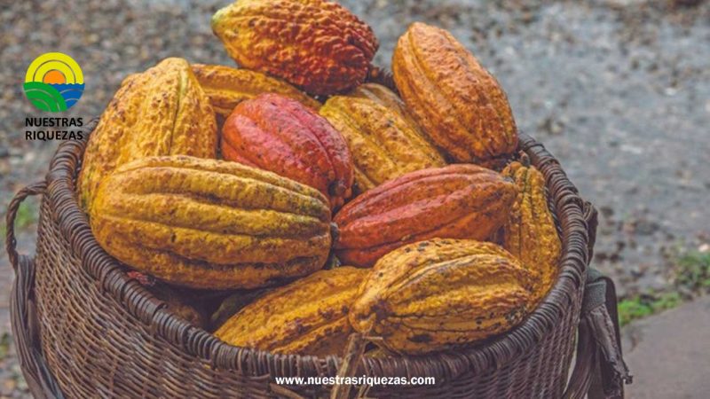 Agricultores colombianos cambiarán coca por cacao, fruto bajo nuevo plan de gobierno