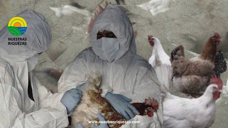 Al menos 60 de las 300 granjas avícolas que funcionan en Cotaló