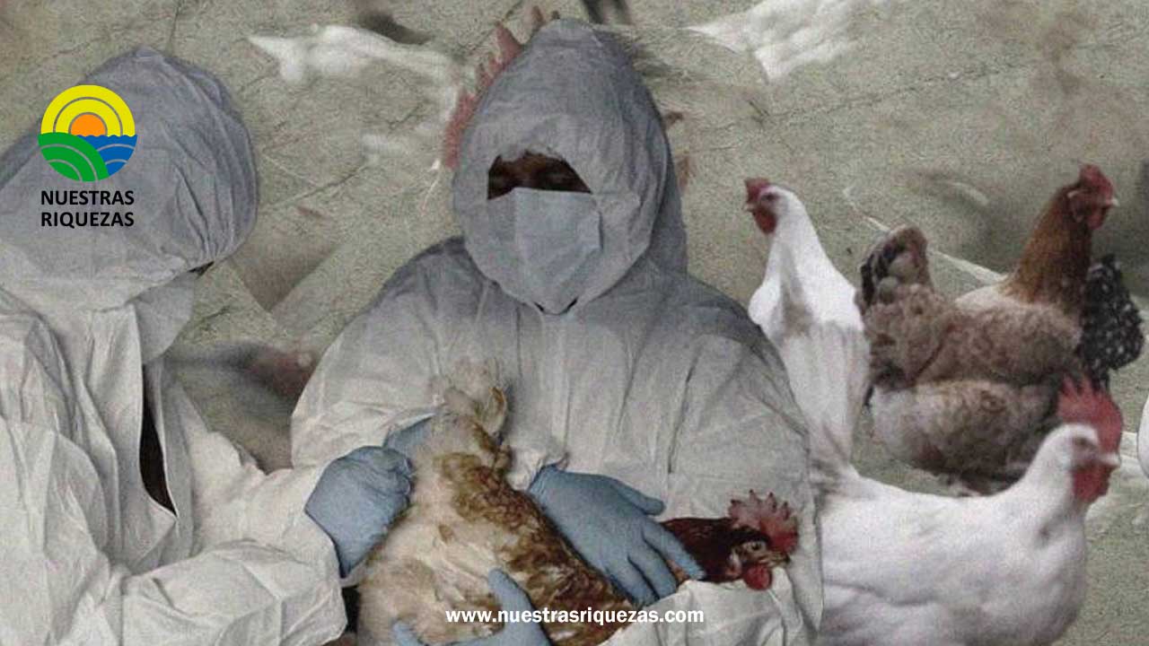 Al menos 60 de las 300 granjas avícolas que funcionan en Cotaló