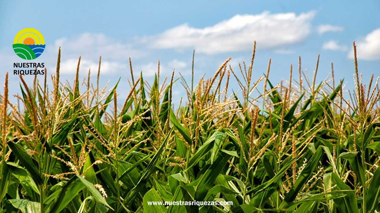 Bajos precios, invierno e importaciones afectan a maiceros a puertas de una cosecha