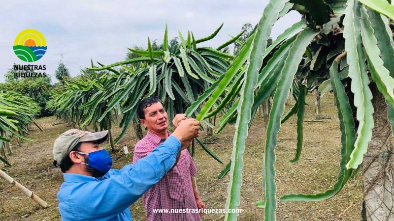 Buen momento para fruta ecuatoriana: 15.820 kilos de pitahaya roja viajan con destino a Rusia