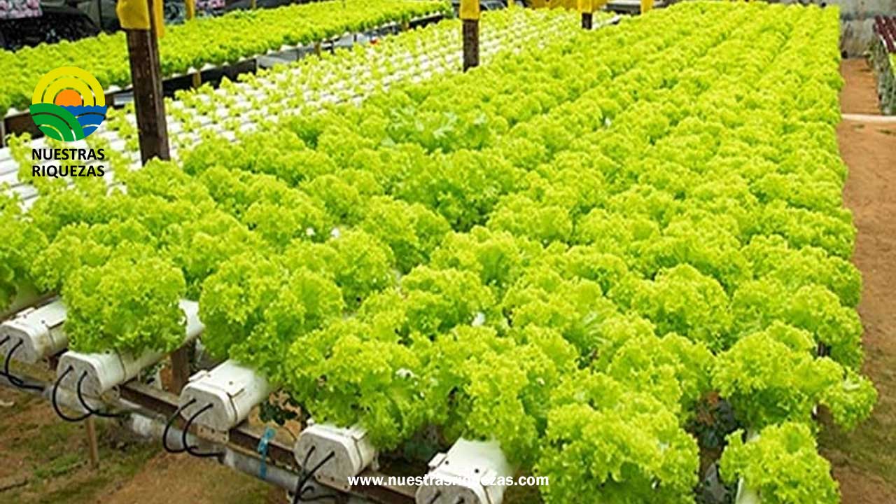 CULTIVOS HIDROPÓNICOS AHORRAN 50% DE AGUA EN EL NORTE DE CHILE