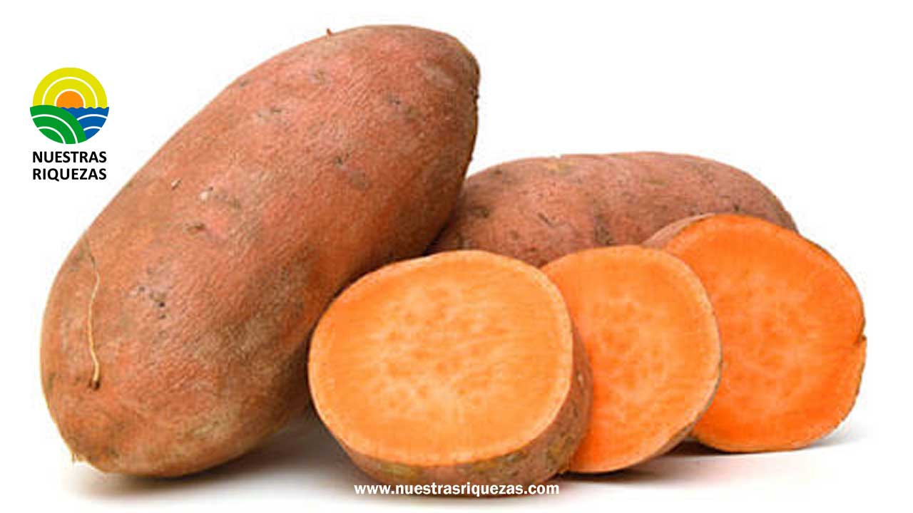 Camote anaranjado, tendrá en Manabí, un lugar en donde se le dará valor agregado