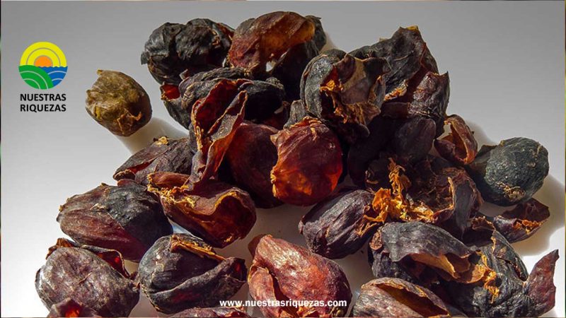 Cooperativas peruanas exportan cáscara de café a Alemania