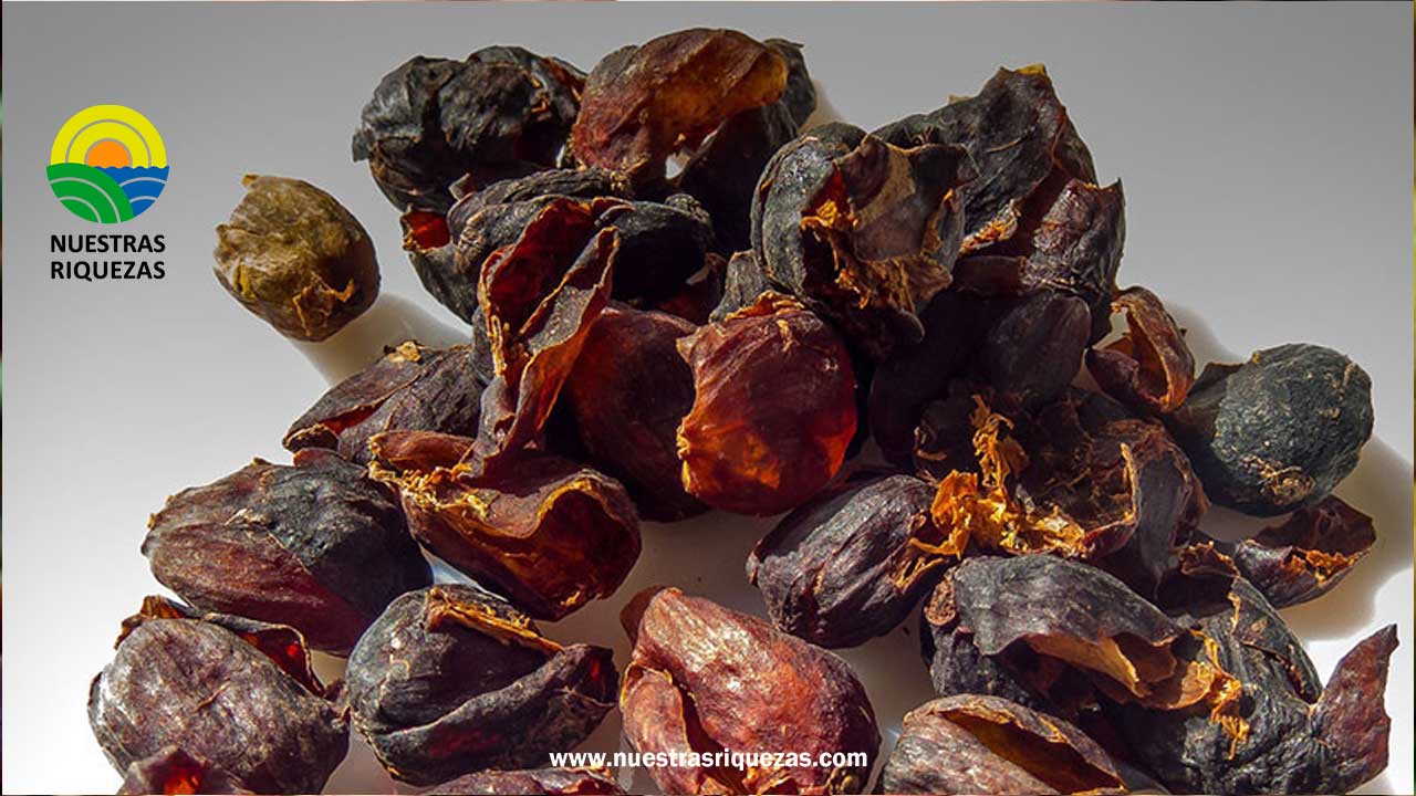 Cooperativas peruanas exportan cáscara de café a Alemania