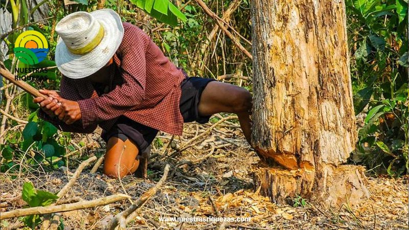 La industria agroforestal genera al año alrededor de $ 650 millones en exportaciones directas