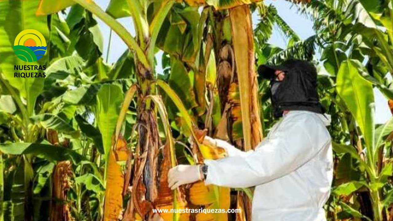 Ecuador continúa con alertas para evitar la entrada de fusarium