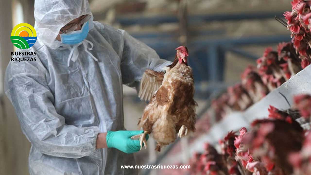 El CFA analizo los efectos de la Influenza Aviar