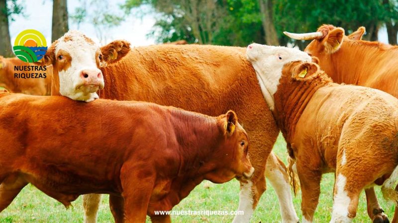 El Plan de Erradicación de la Brucelosis Bovina tendrá otros 4 años de vigencia